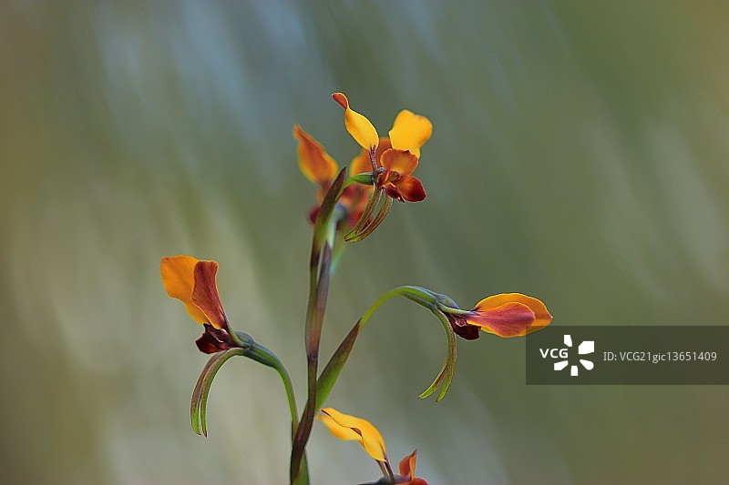 蜘蛛兰图片素材