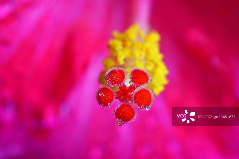 附属柱头图片素材