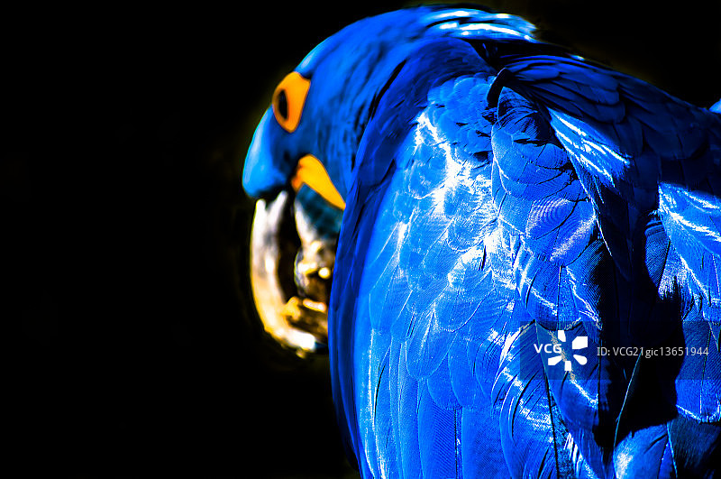 巴西卡内拉图片素材