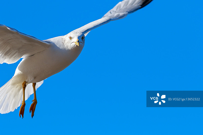 ring-billed海鸥图片素材