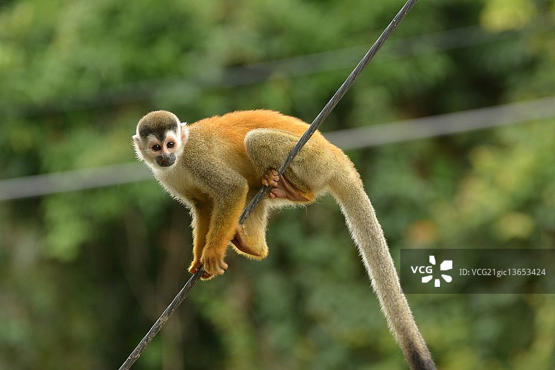 莫诺黑面僧猴-松鼠猴图片素材