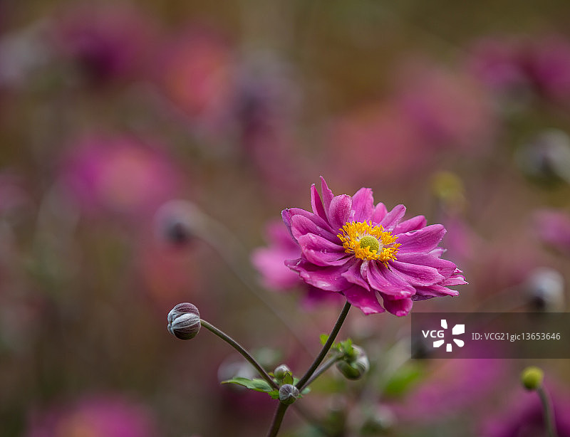 日本银莲花图片素材