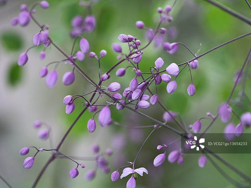 浅紫色图片素材