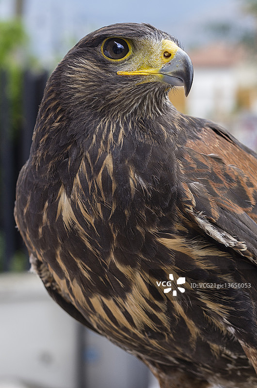 哈里斯鹰图片素材