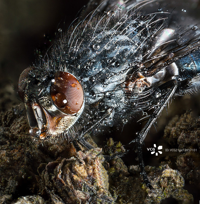家蝇超微距图片素材