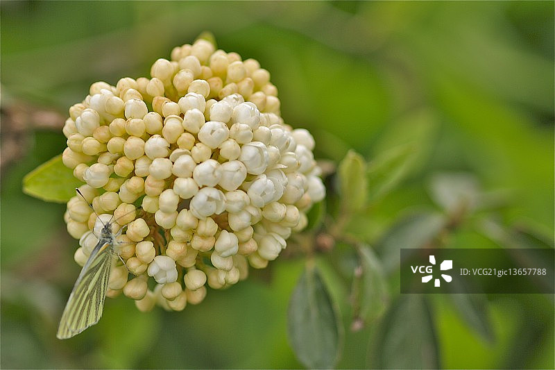 夏日里的雪球图片素材