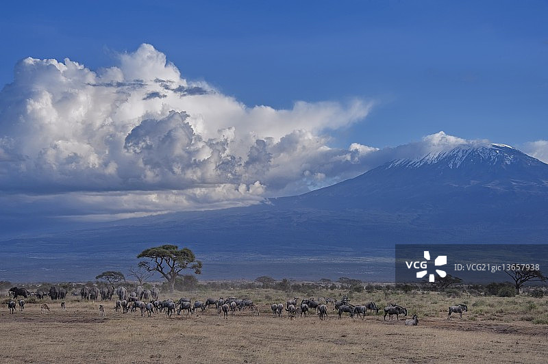 乞力马扎罗山前的动物群，安博塞利国家公园，肯尼亚，东非图片素材