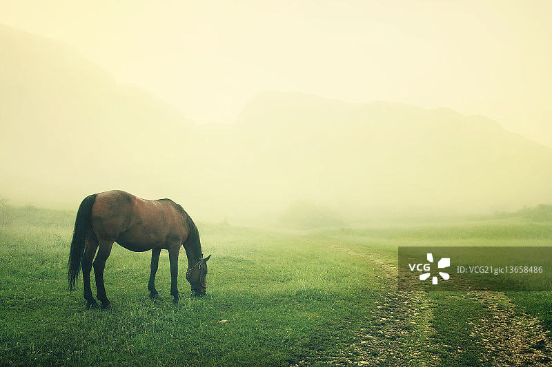 晨雾中吃草的马图片素材