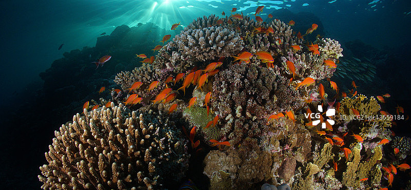 珊瑚礁日落图片素材