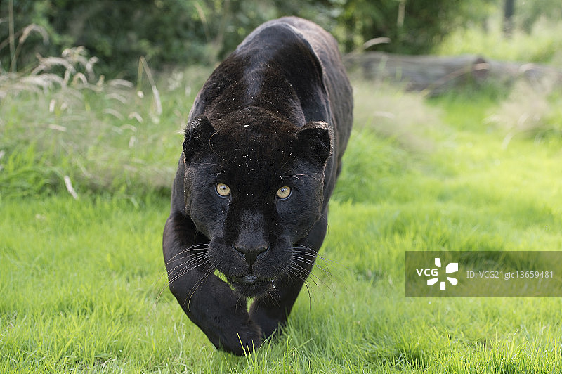 喜欢跟踪图片素材
