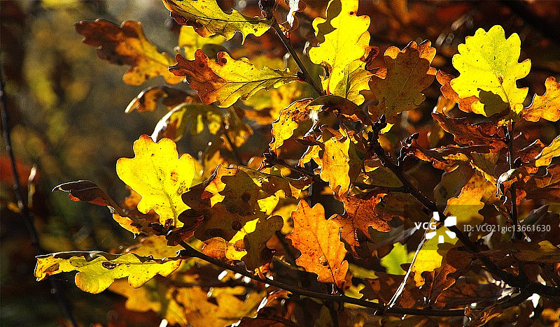 阳光下的秋季橡树叶图片素材