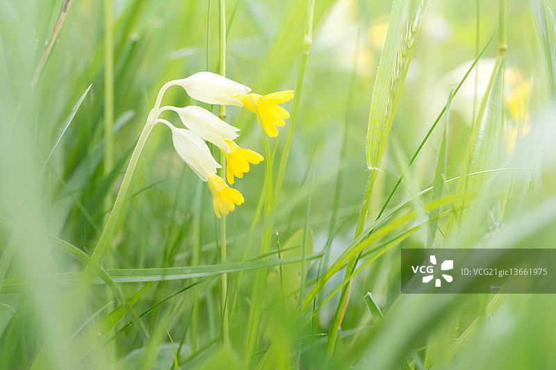 阿塔伦斯，瑞士图片素材