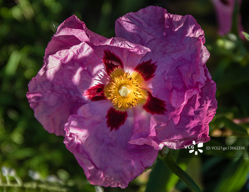 岩蔷薇图片素材