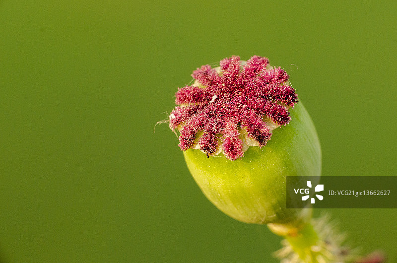 罂粟图片素材