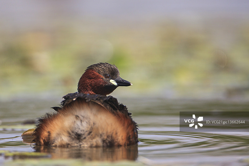 小鸊鷉图片素材