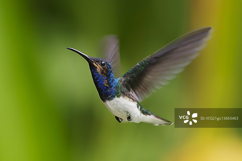 白颈蜂鸟图片素材