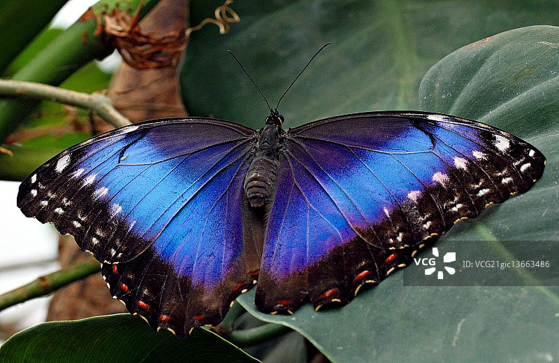 蓝闪蝶图片素材