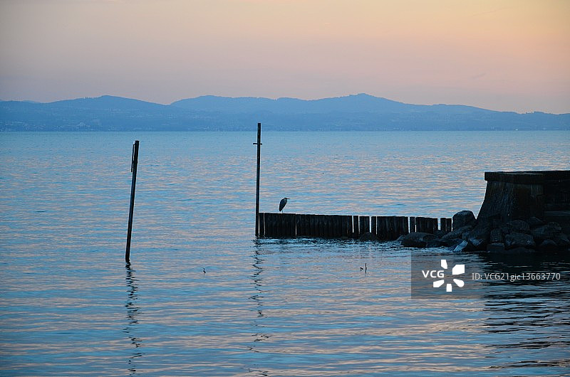 日落与苍鹭图片素材