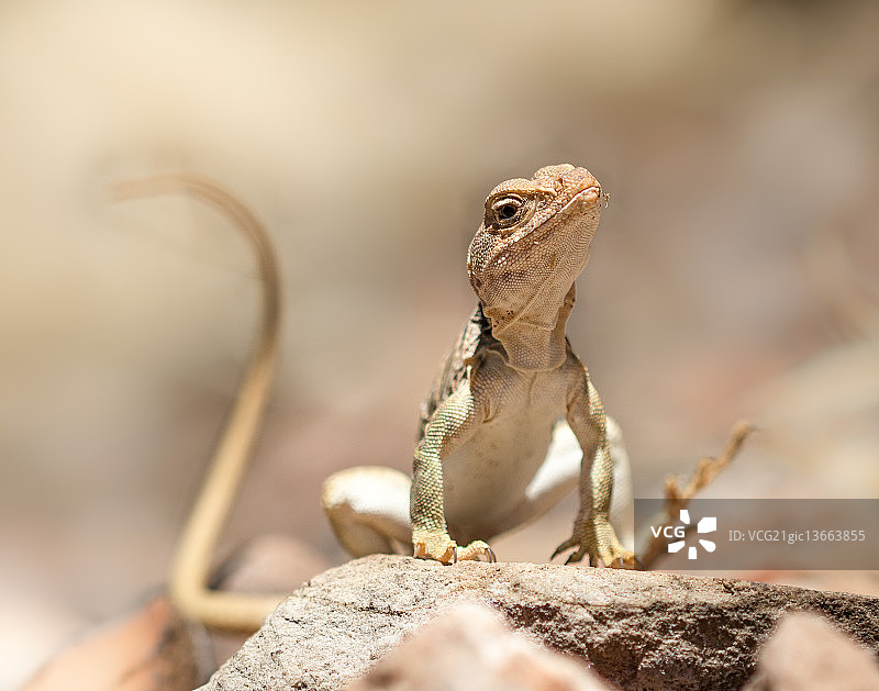 大盆地环颈蜥蜴图片素材