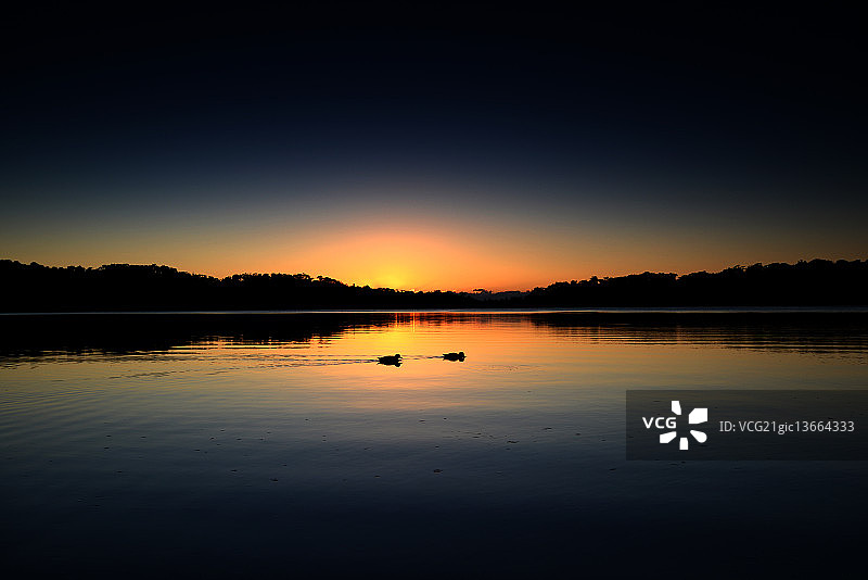 纳拉宾湖上的鸭子图片素材