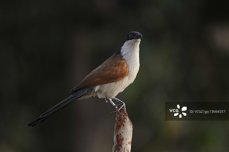 塞内加尔鸦鹃图片素材