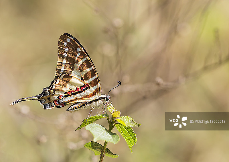 点斑剑尾鱼图片素材