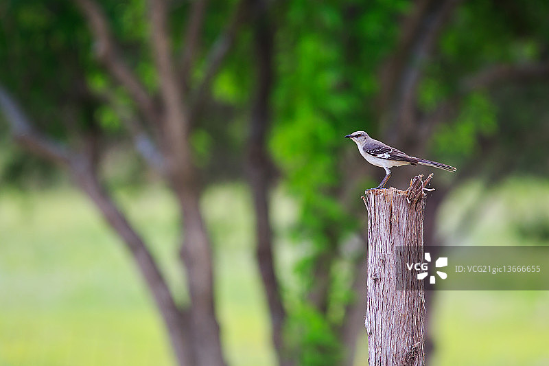 只知更鸟》图片素材