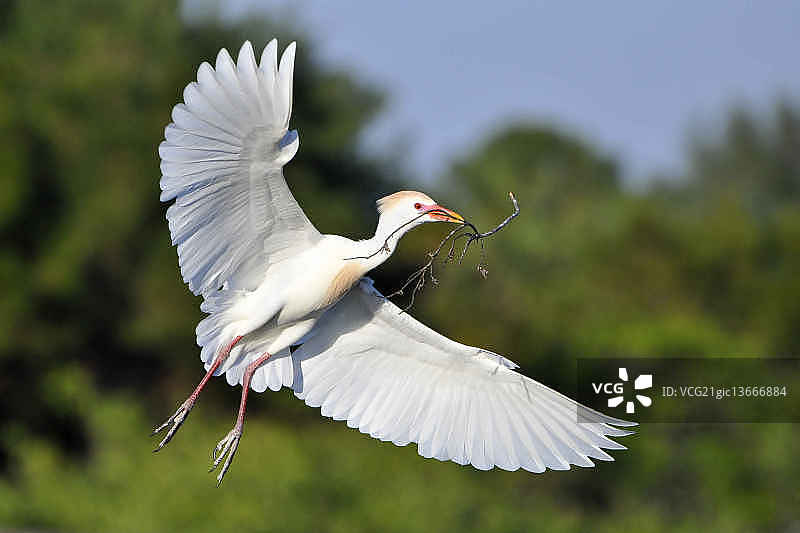 牛背鹭筑巢图片素材