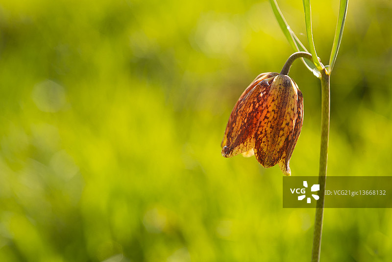 贝母花图片素材