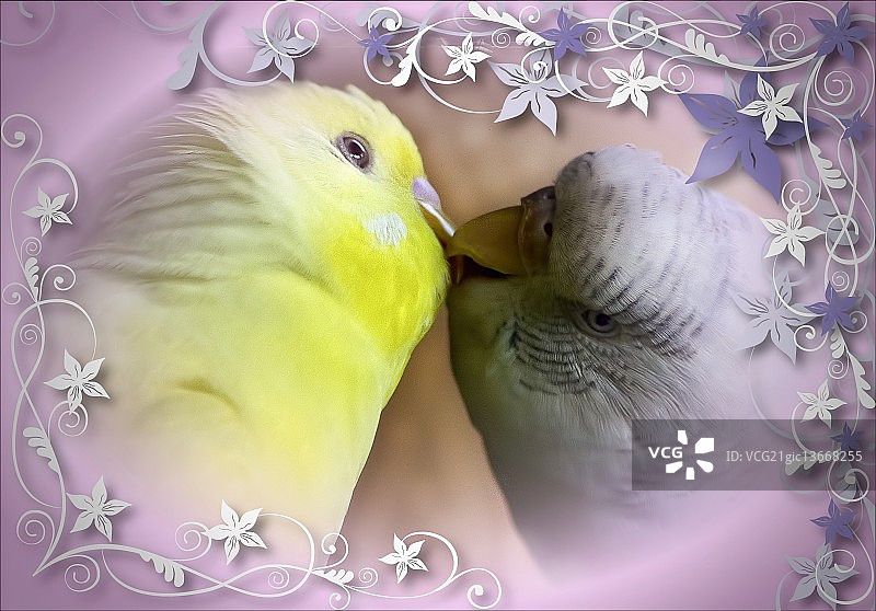 两只鹦鹉图片素材