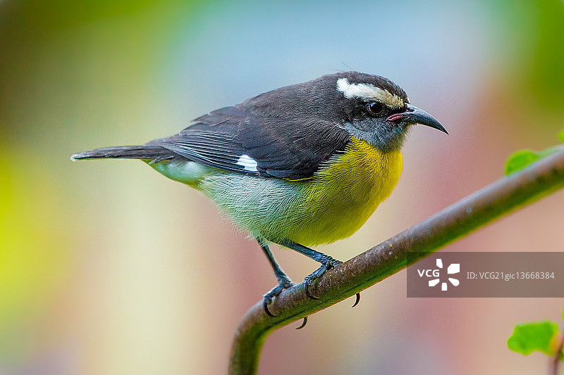 香蕉雀图片素材