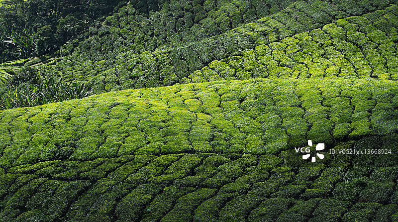 金马仑高原茶园图片素材