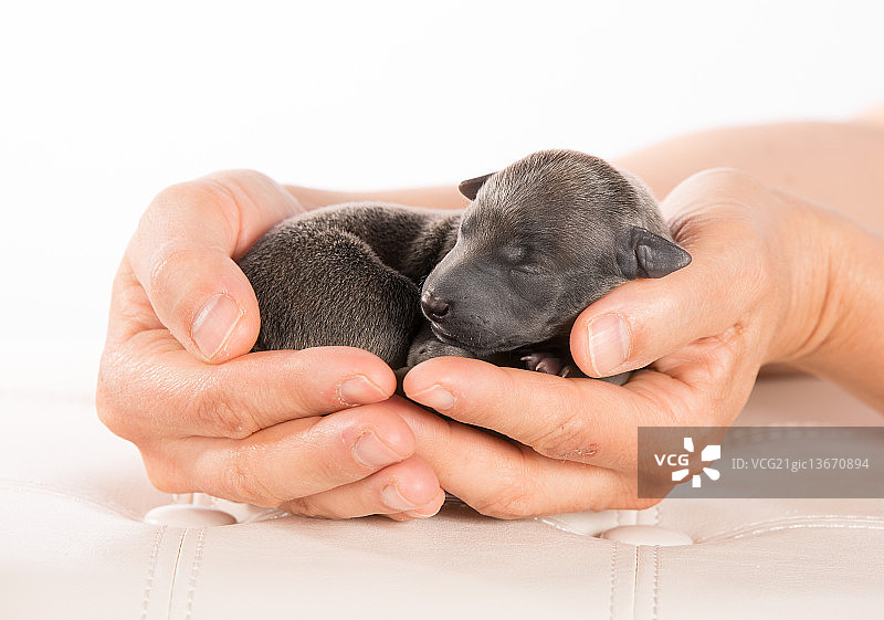 意大利格力犬图片素材