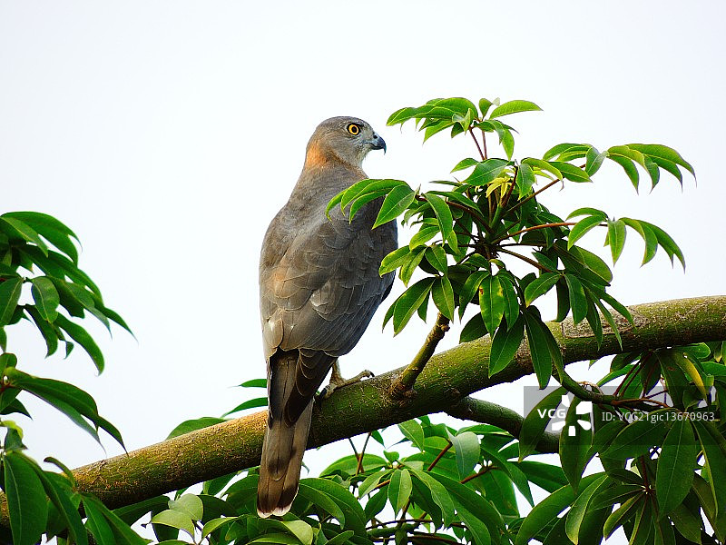 星期一，像鹰一样警觉！图片素材