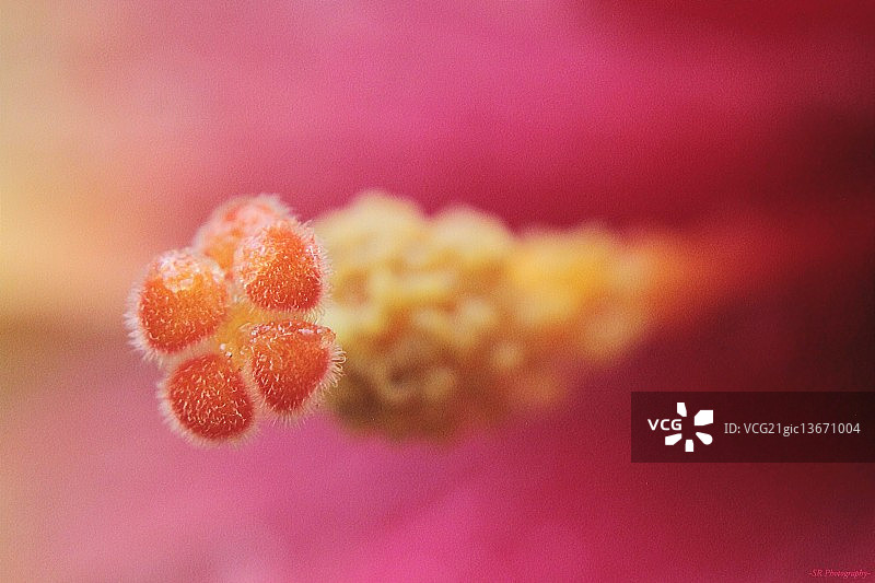 花粉粒图片素材