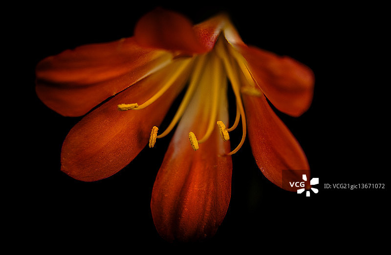 君子兰图片素材