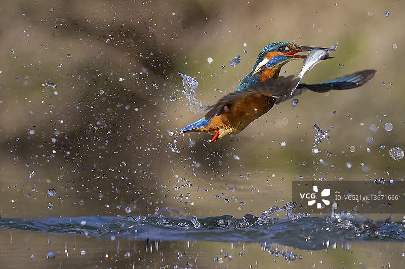 与鱼共舞的探戈图片素材