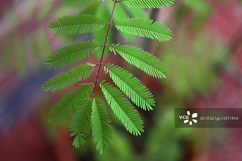 含羞草图片素材