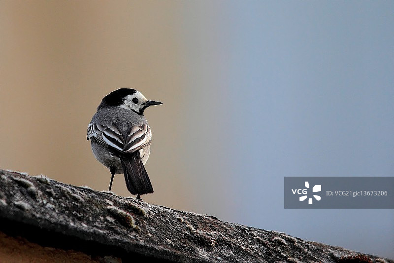 灰鹡鸰图片素材