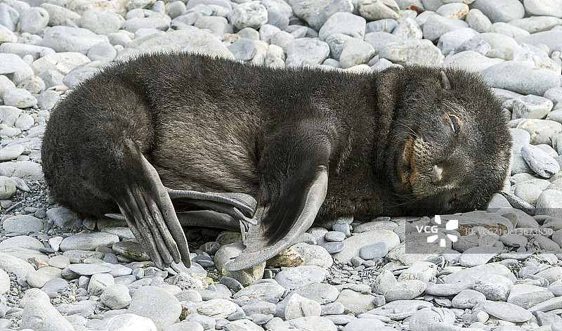 小海豹图片素材
