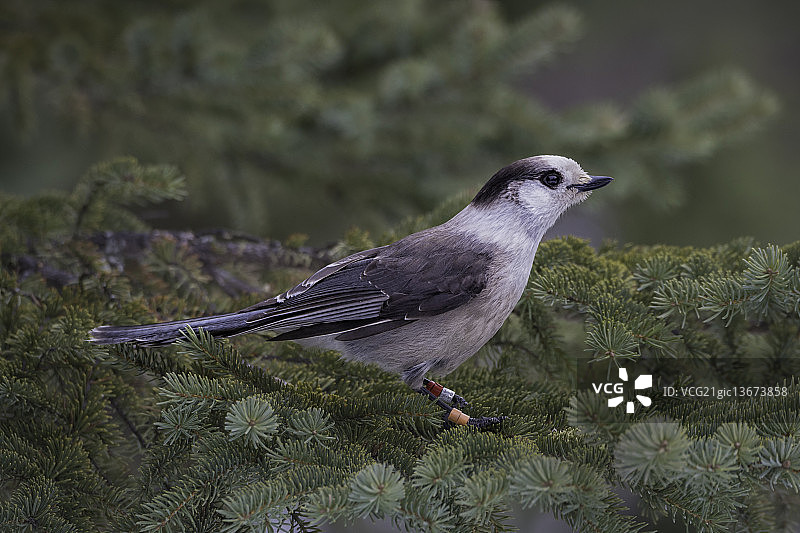灰噪鸦。图片素材