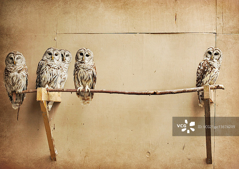 黑暗中睁大的眼睛图片素材