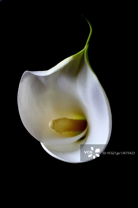 马蹄莲图片素材