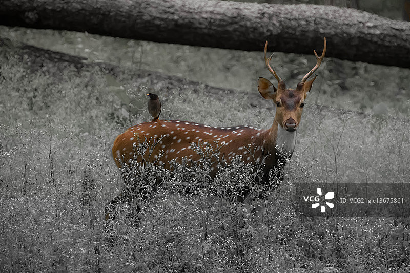 spotted deer & the common Myna图片素材