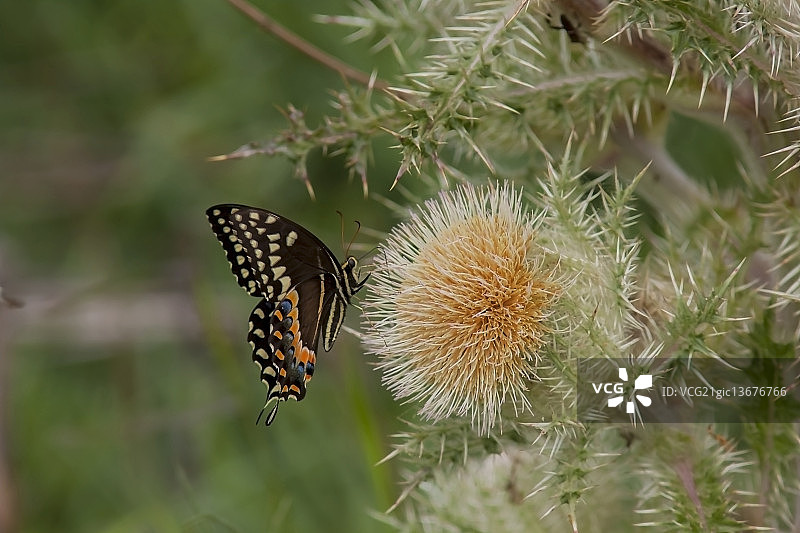 绿凤蝶图片素材