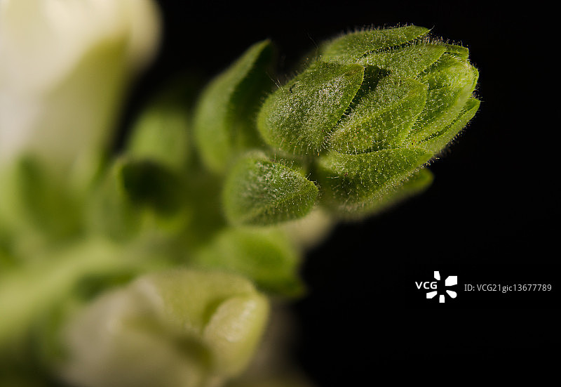 黑色背景下的金鱼草花尖图片素材