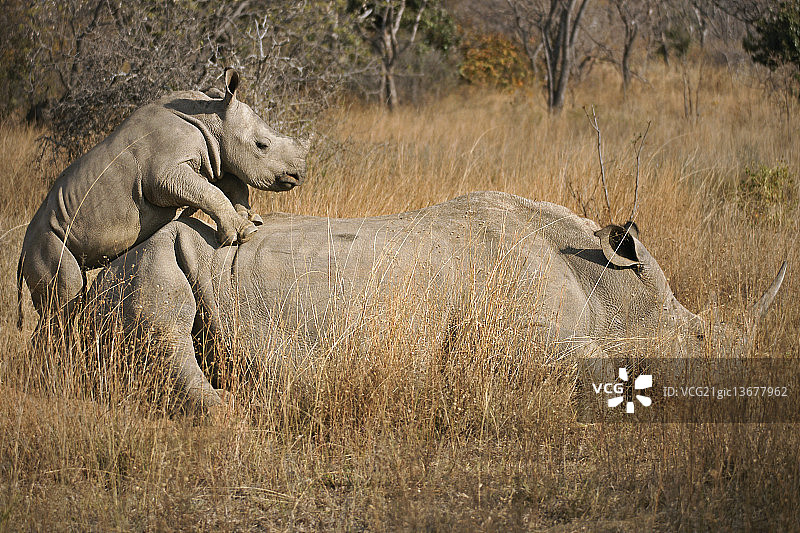 打击盗猎的雄心图片素材