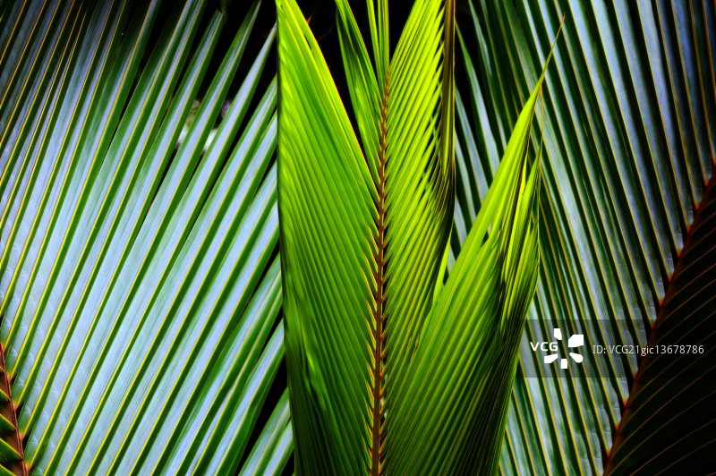 茅草艺术图片素材