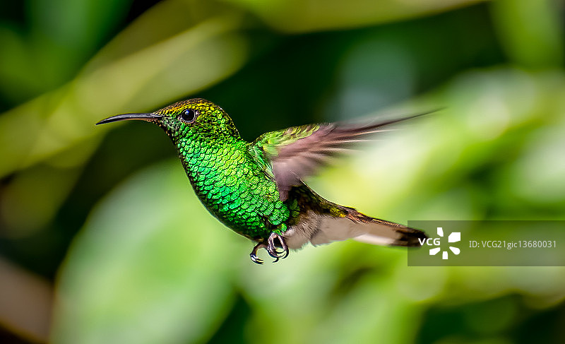 蒙特维多蜂鸟图片素材