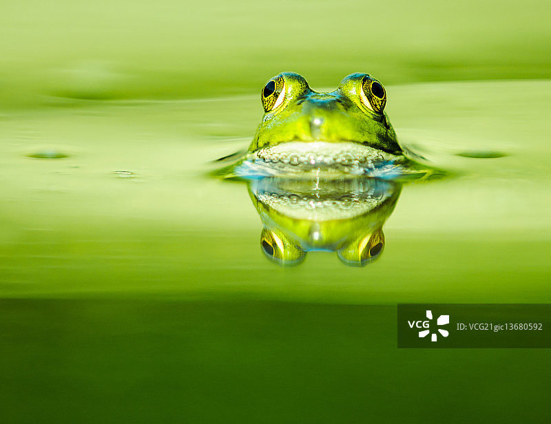 青蛙的倒影图片素材